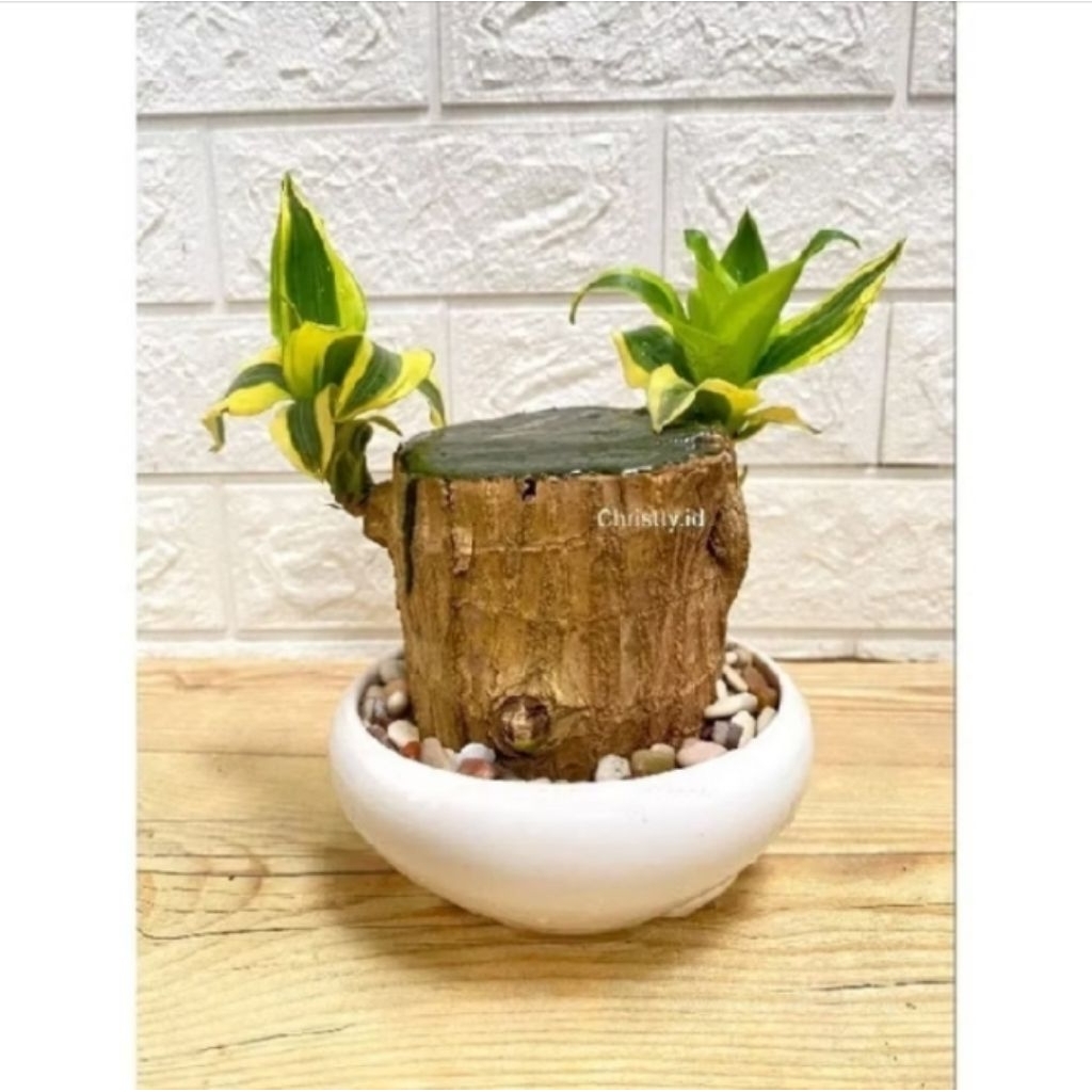 Hanjuang bonsai varigata kuning cantik