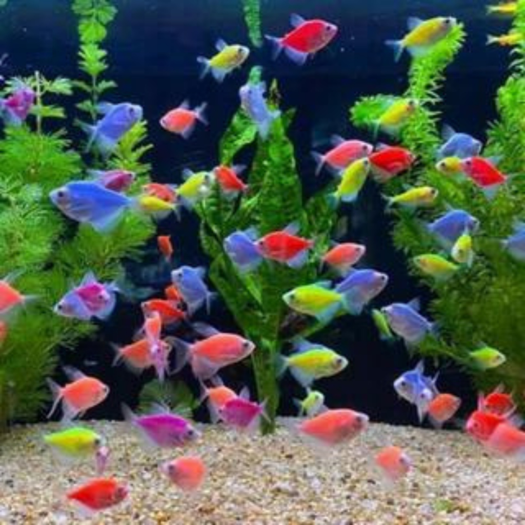 IKan Hias Air Tawar Glofish Mix