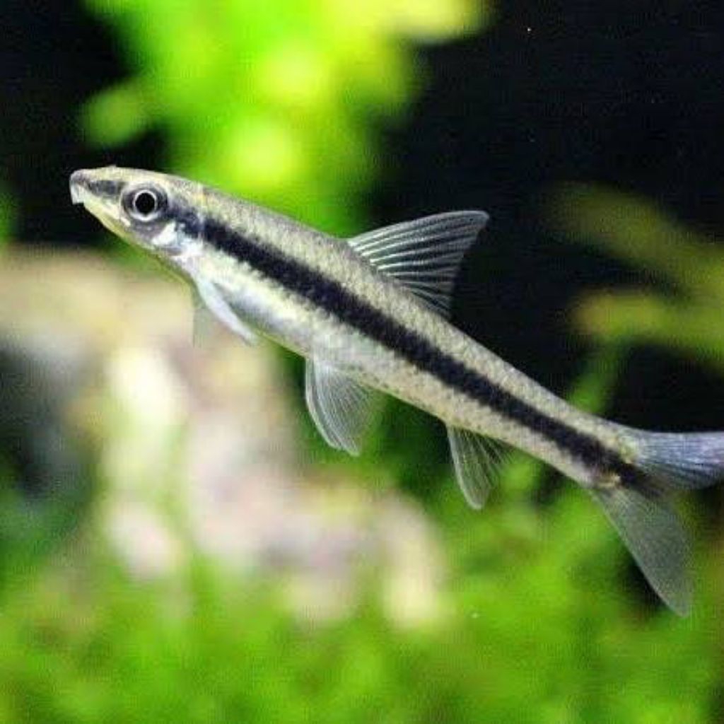 Hiasan Aquarium Ikan SAE Pembersih Algae Siamese Algae Eater