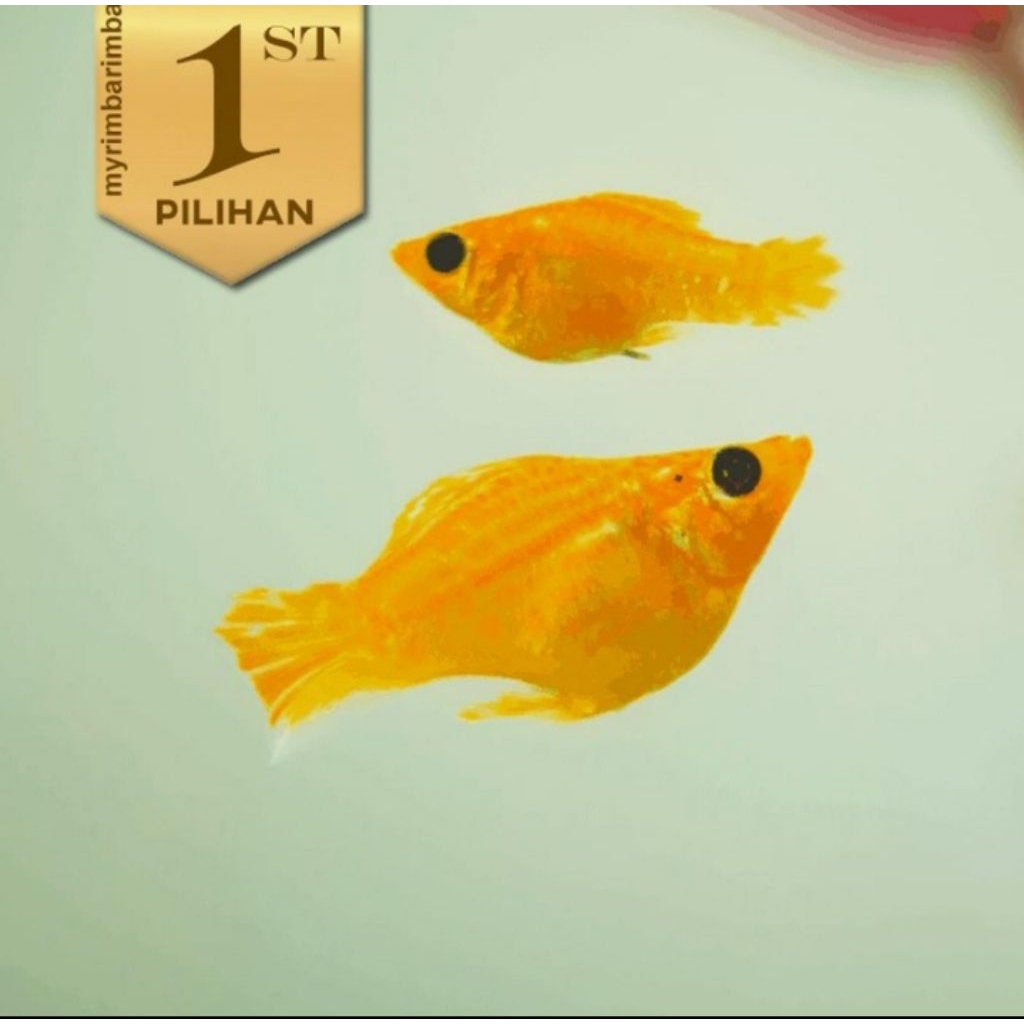 Molly Sunkist Balon Size M Ikan Hias Aquascape Hiasan Aquarium Tanaman Air