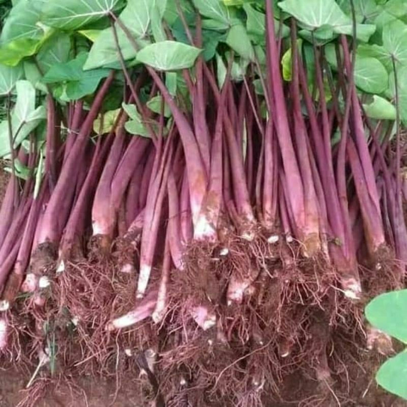 Paket 15 Bibit Pohon Talas Ungu  / talas bogor / talas ketan