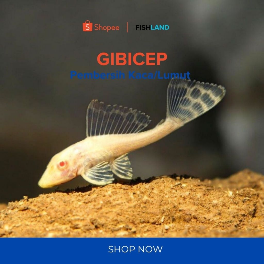 Gibicep Pleco Albino, Ikan Pembersih Lumut, Pembersih Aquarium