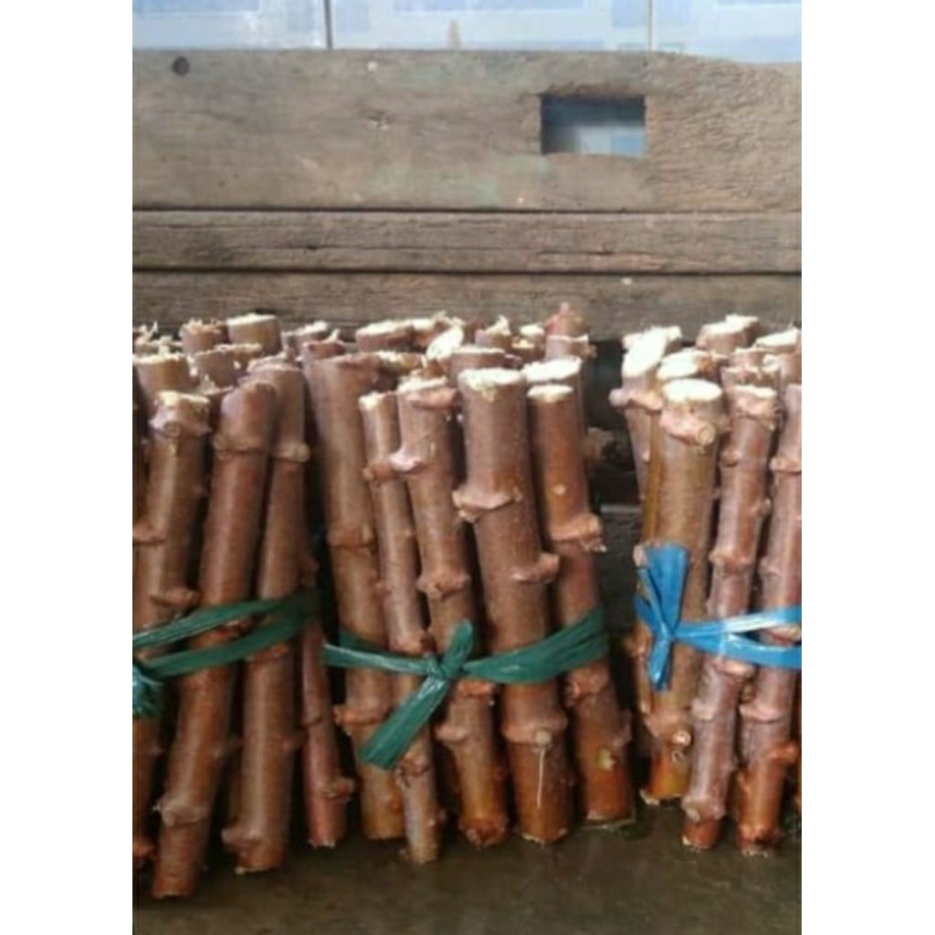 bibit pohon singkong putih isi 10 batang