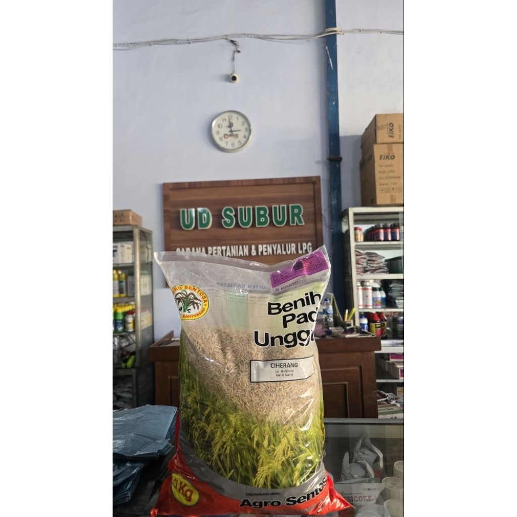 BENIH PADI UNGGUL CIHERANG AGRO SENTOSA BANYUWANGI (Berat bersih: 5kg)