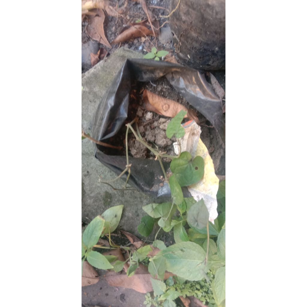 BIBIT CABE JAWA