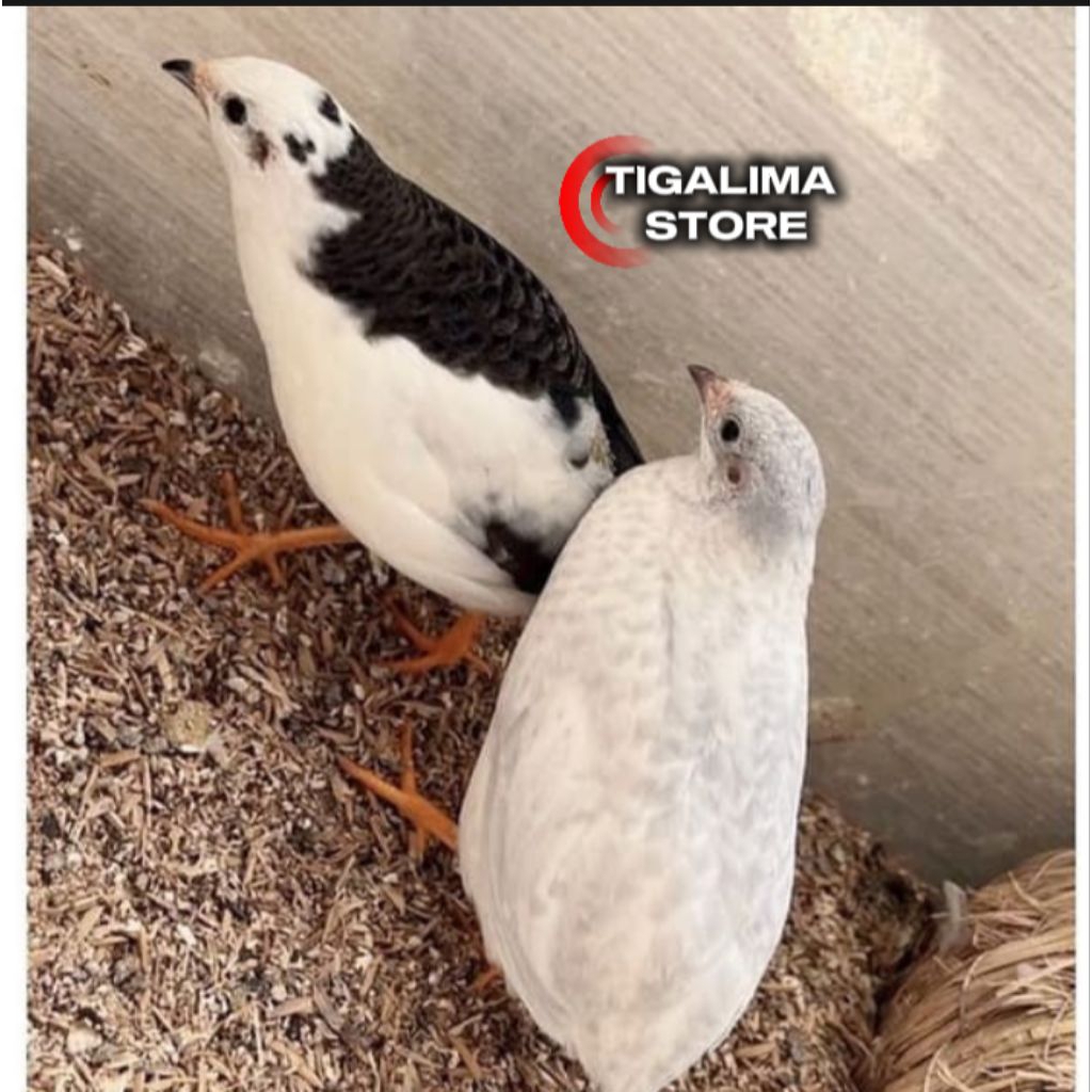 BURUNG PUYUH BATU PUTIH SILVER PUTIH BON SEPASANG