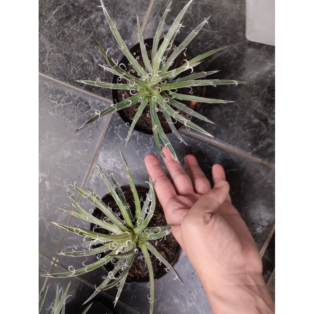 Agave Leopoldii diameter 20-25cm