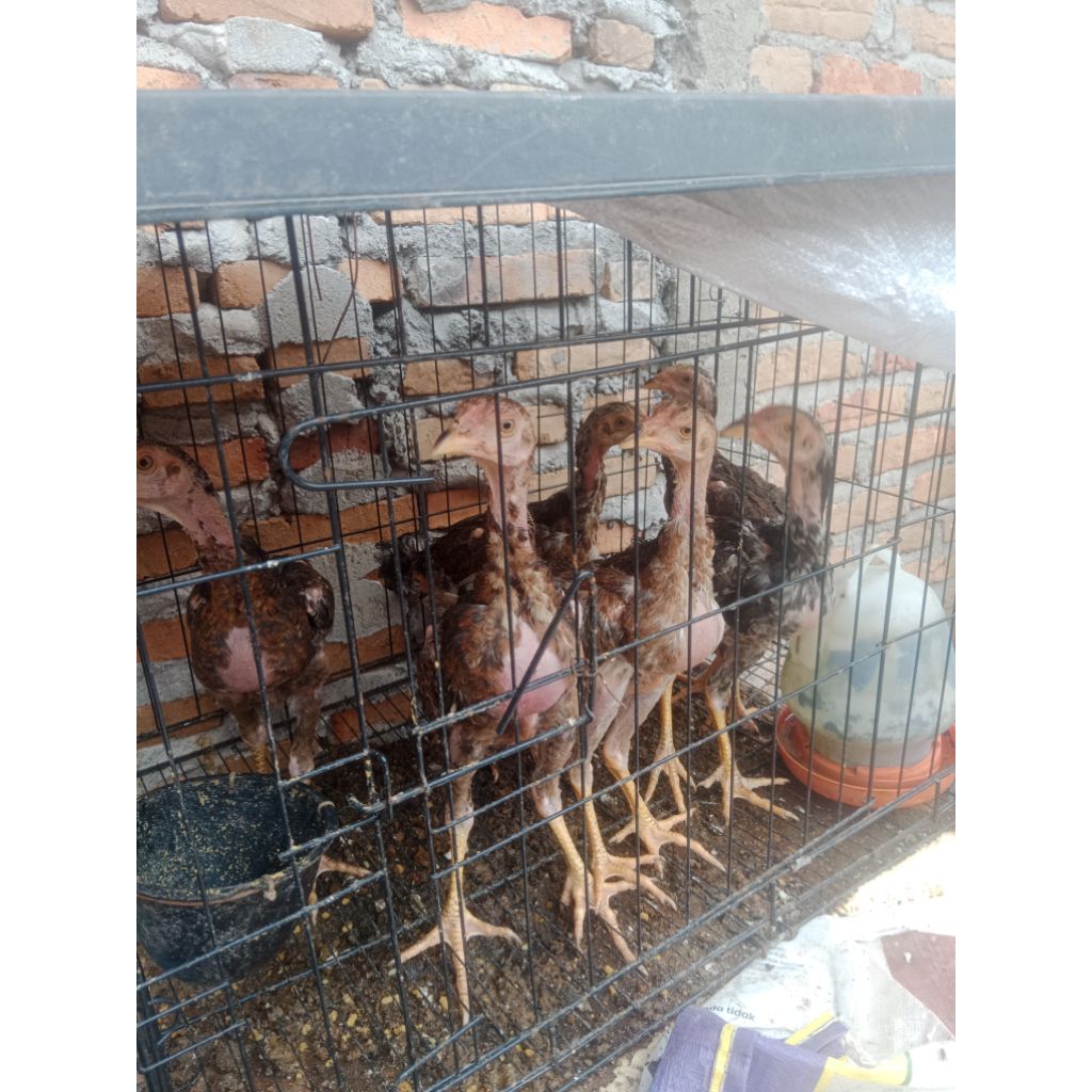 anakan ayam siam Pakhoy x Bangkok umur 1.5 bulan