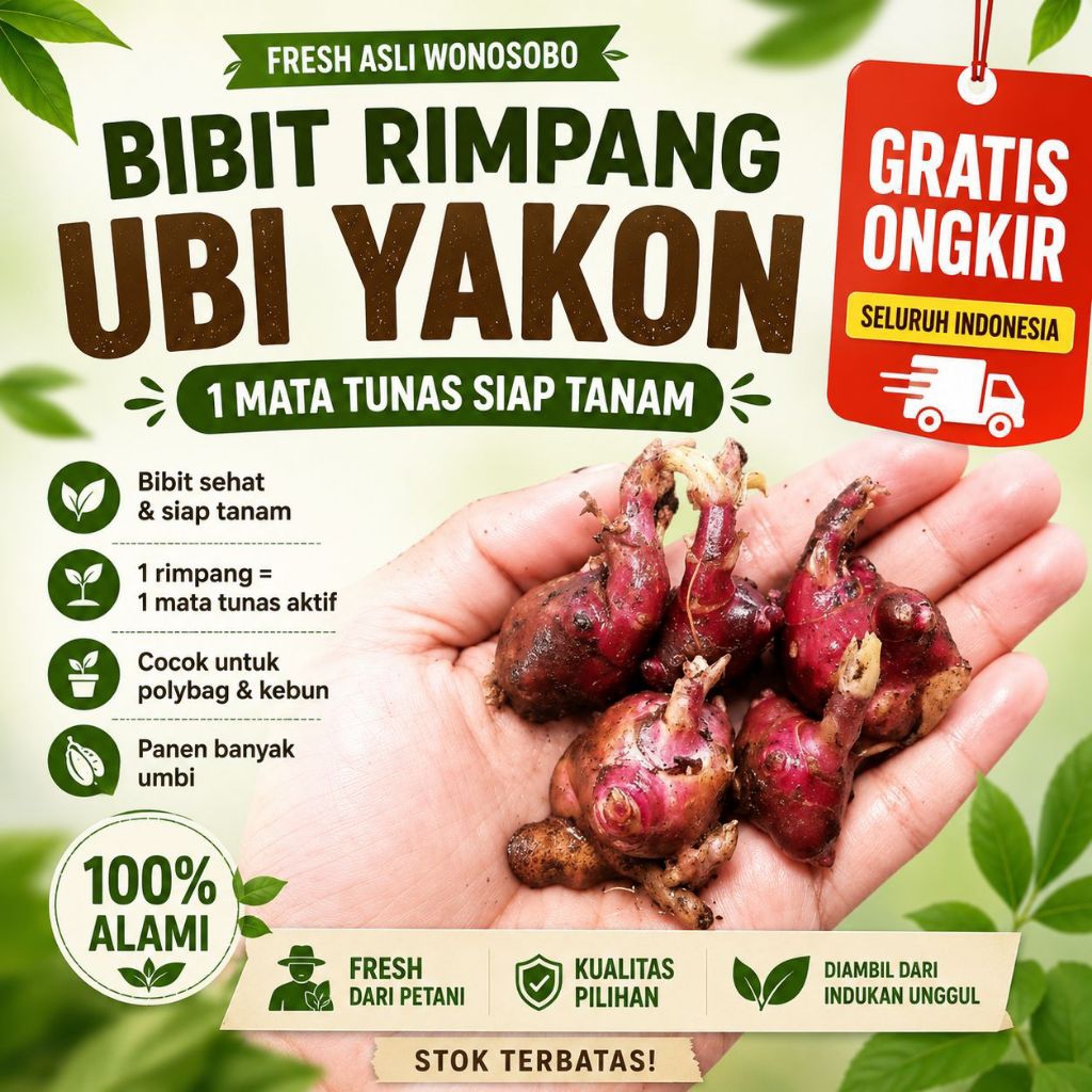 BIBIT UBI YACON PREMIUM/ RIMPANG UBI YACON PREMIUM 1MATA TUNAS