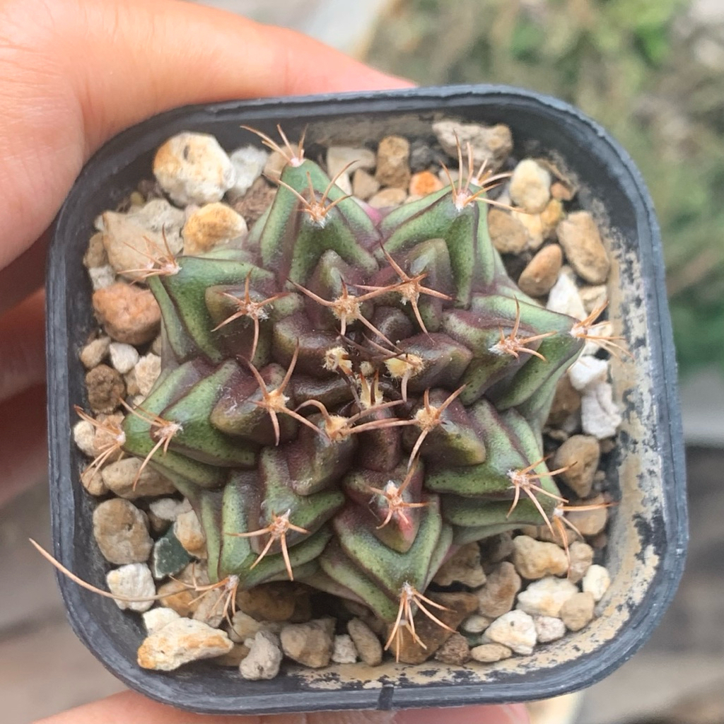 gi7 Gymnocalycium purple nebula Hybrid x miha Varigata kaktus gymno var pi orange miha 2178 ribs lb2