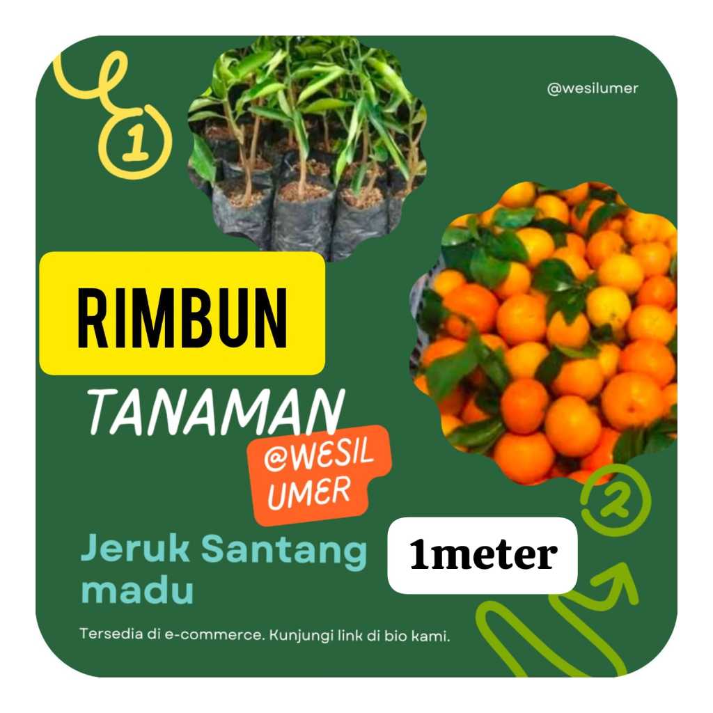 Bibit Jeruk Santang Madu 1 Meter Rimbun Full Media