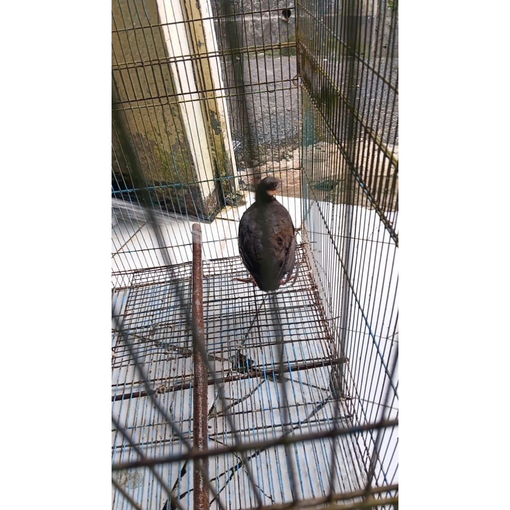 Burung puyuh gonggong burja satuan