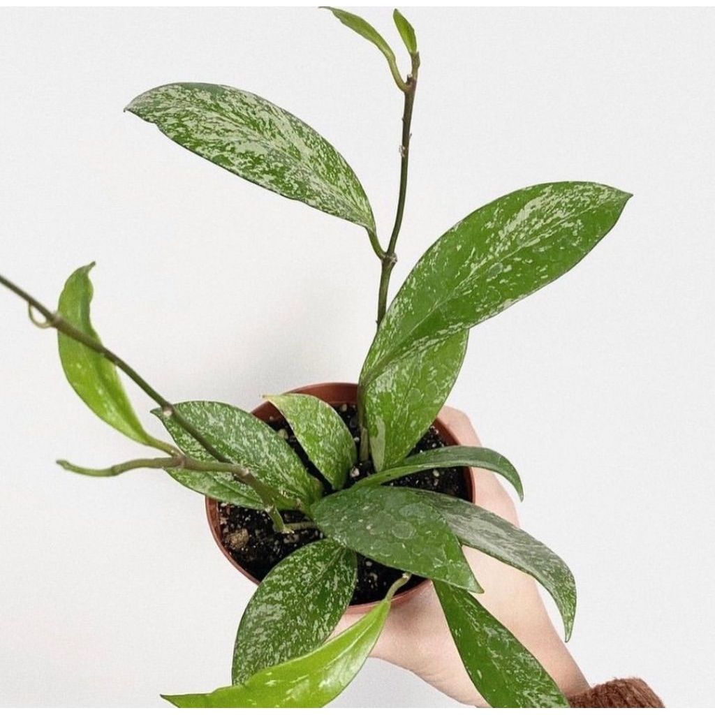 Hoya Pubicalyx Splash Tanaman Hias Hoya