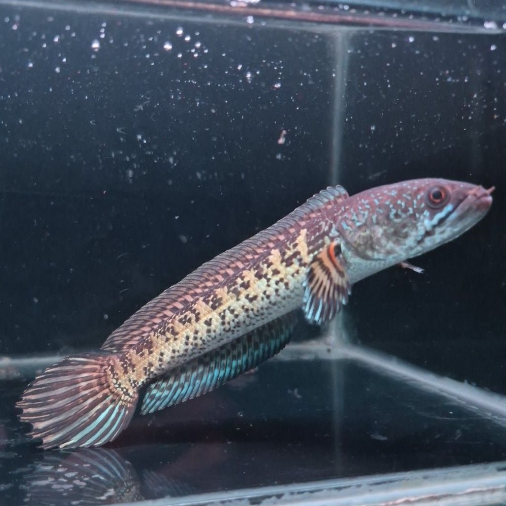 Ikan Channa/Cana/Gabus Auranti