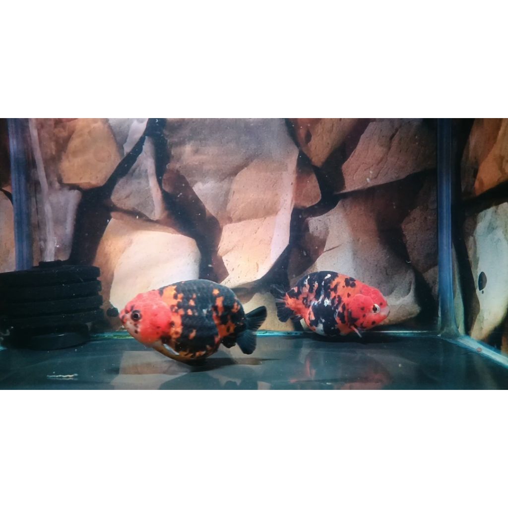 ikan koki ranchu tiny tail 10cm jantan