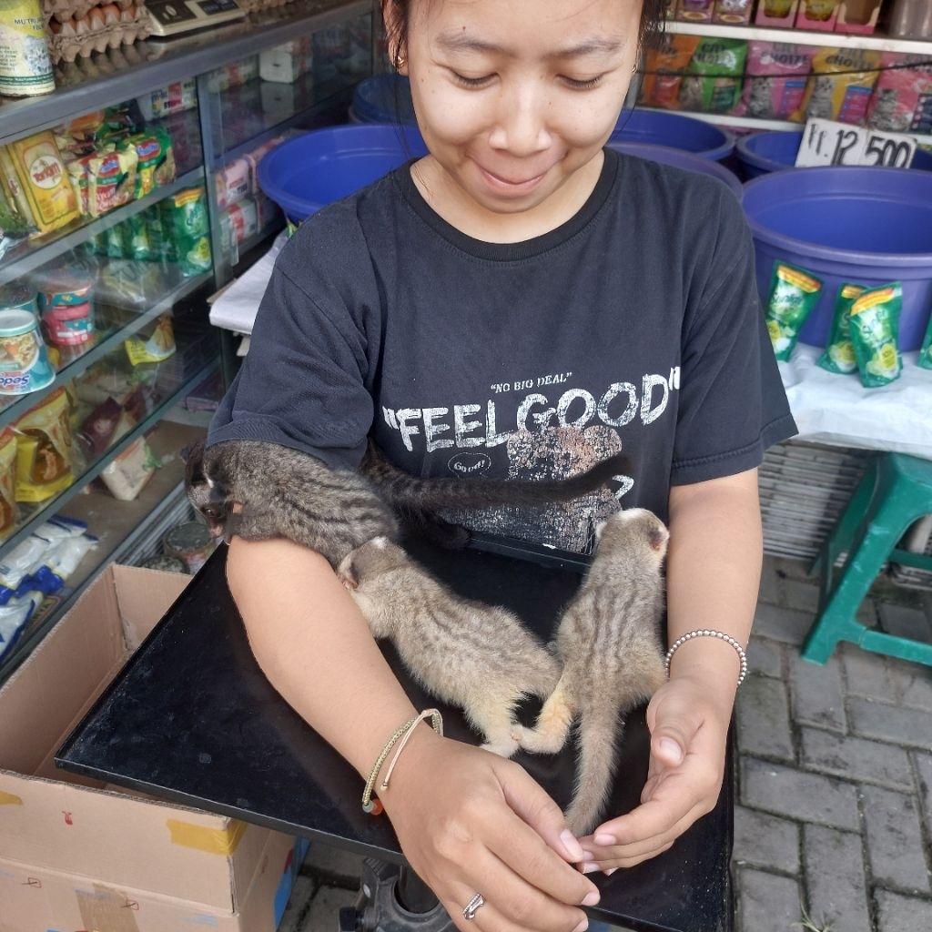 Musang pandan platinum mozaik