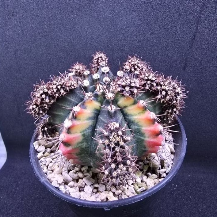 Kaktus Gymno Variegata (Gymnocalycium mihanovichii)