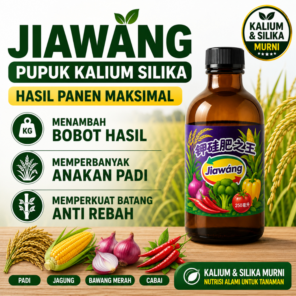 Jiawang Jia wang Rajanya Pupuk Kalium dan Silika Penambah Bobot Anakan Padi