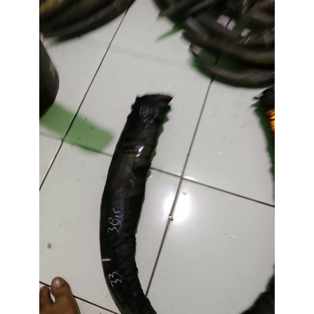 Tanduk kerbau katila/belang/putih termurah