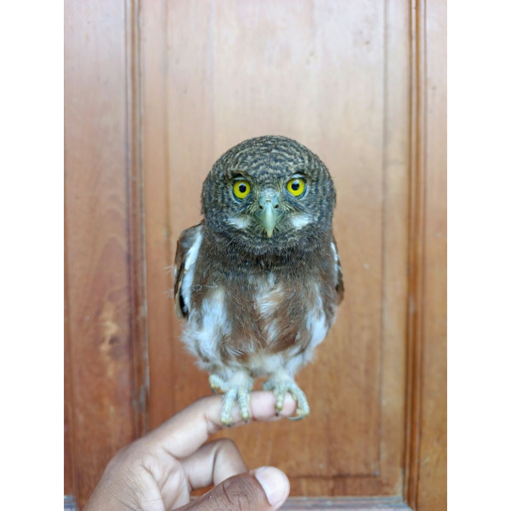 javan owlet