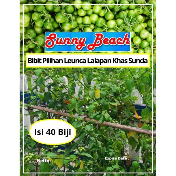 Bibit Pilihan Leunca Lalapan Khas Sunda| Biji Benih Leunca Lalapan Khas Sunda | LEUNCA