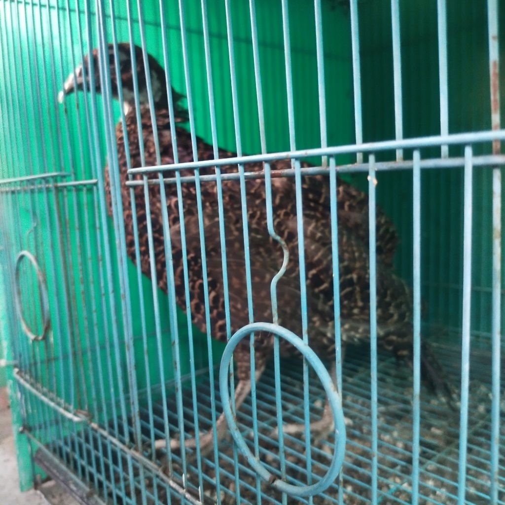 Ayam Hias Ringneck Pheasant Merah Dan Hijau Usia 3,5  Bulan