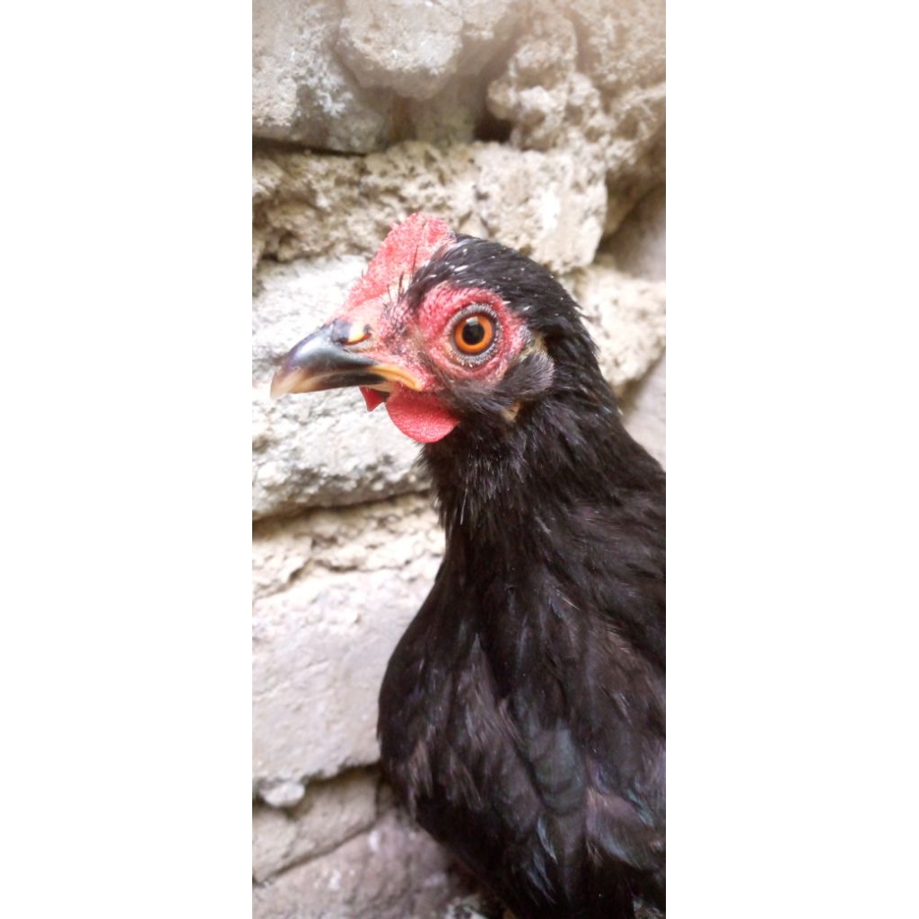 Ayam Kate Betina Dewasa Keturunan Ceper,Body Mini Sudah Produksi, Khusus bandung pengiriman instan