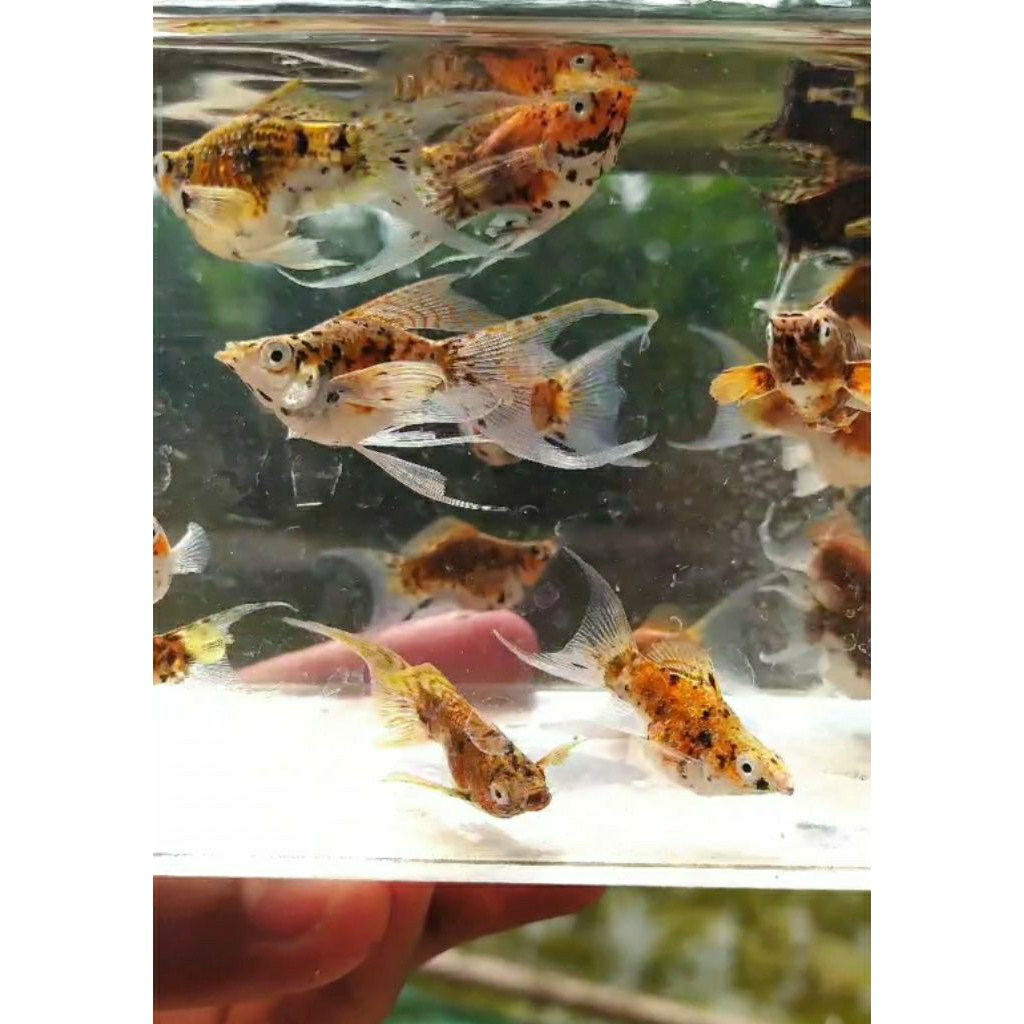 molly balon calico cawang hiasan aquarium cantik