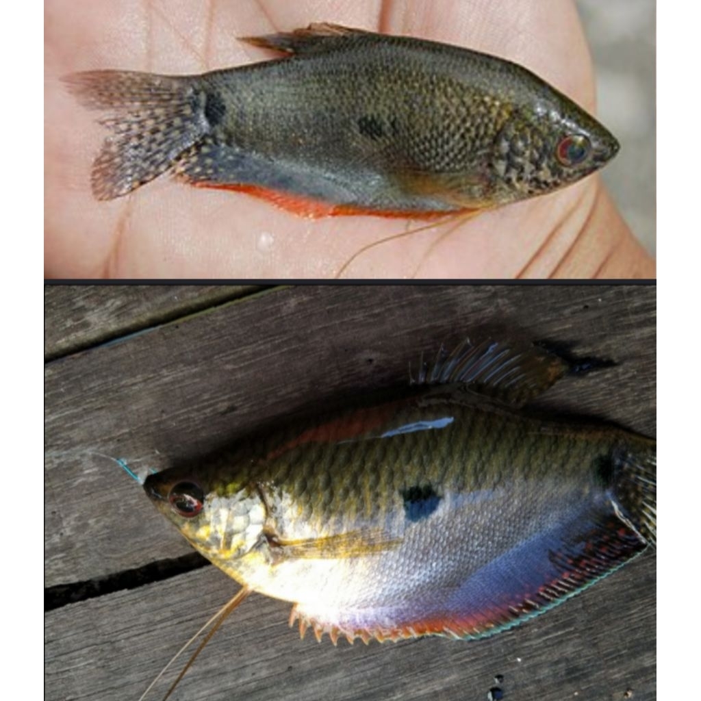 Ikan Sepat sungai (Osphronemidae) hidup 2ekor/paket