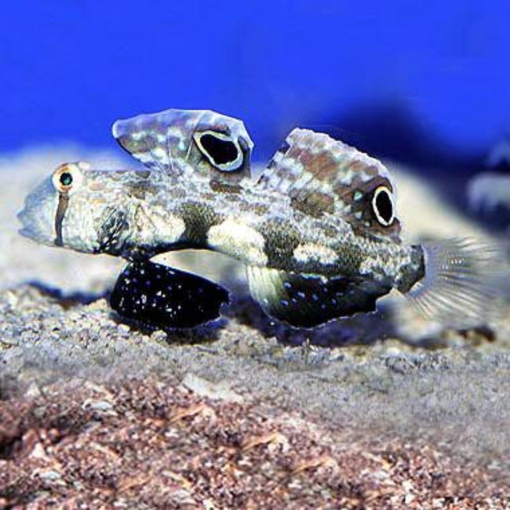 Ikan Hias Air Laut Jenis Jabing Gajah