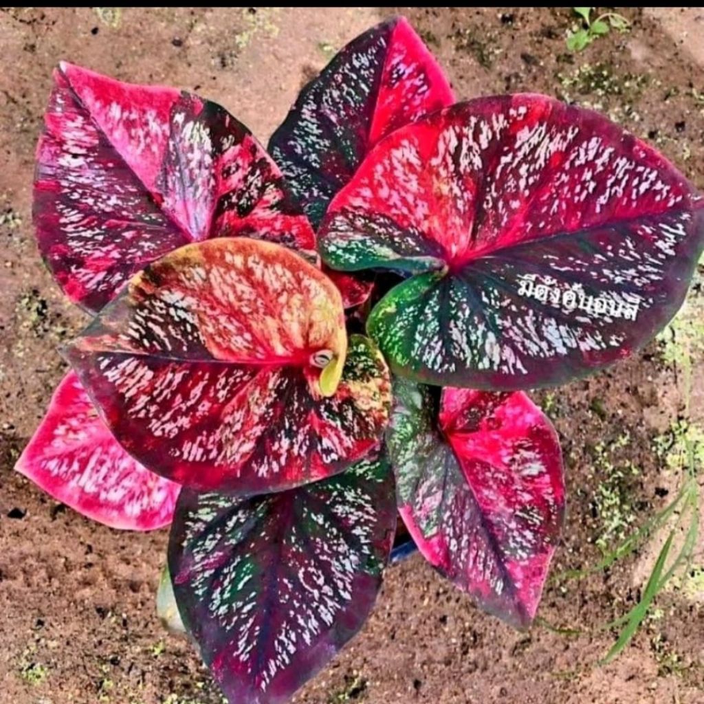 Promo sale bibit umbi keladi tri colour asli import thailand bibit umbi keladi import asli
