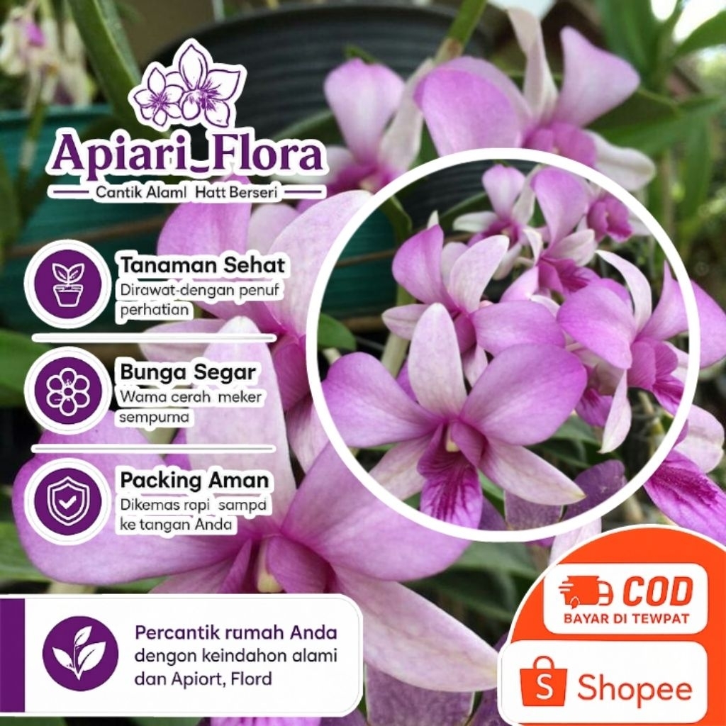 Tanaman hias anggrek dendrobium mentangai _ sp kalimantan