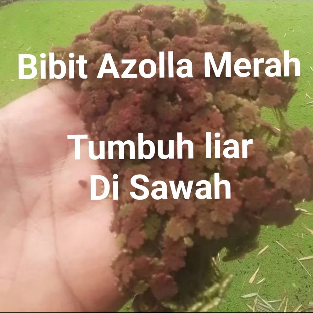 Tanaman Azolla Liar Merah di Sawah