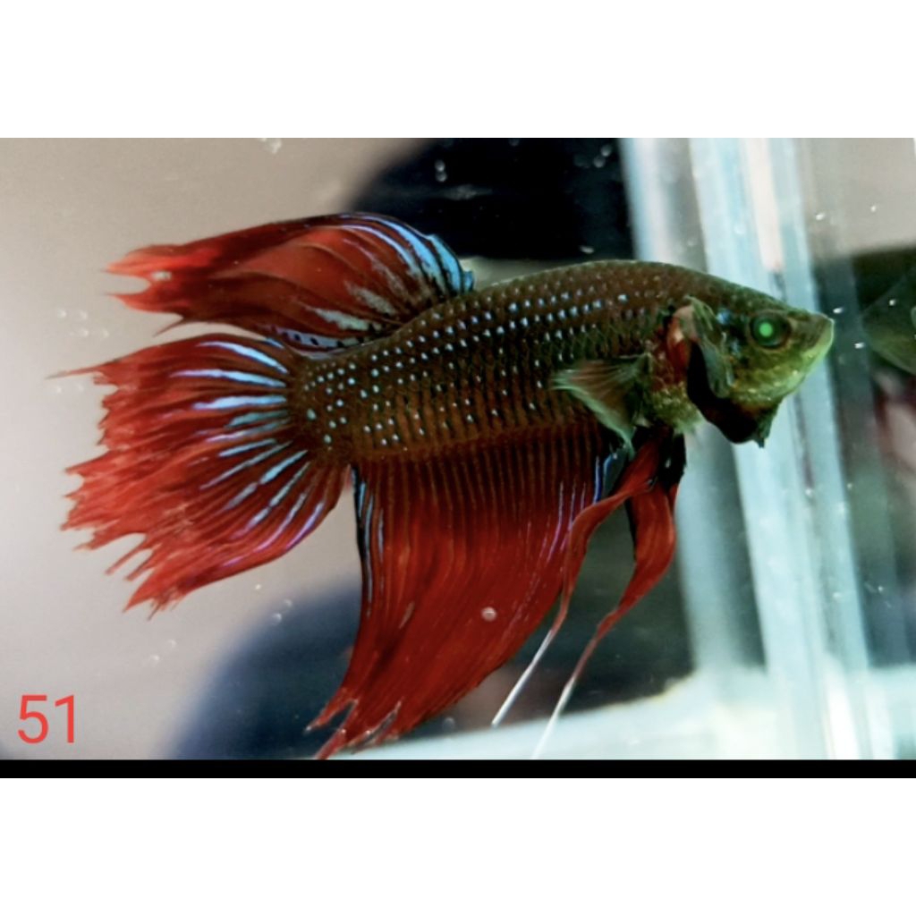 WILD BETTA HULK