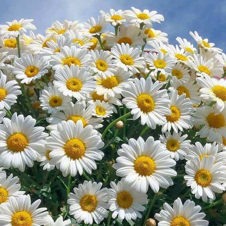 Benih Bunga Chrysanthemum Ox Eye Daisy Moon Daisy / Biji Bunga Daisy Beli 5 Gratis 1