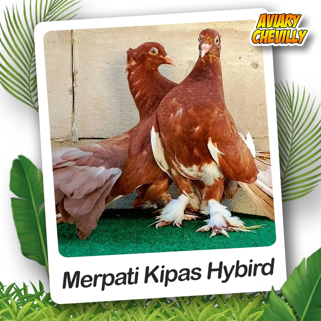 MERPATI KIPAS HYBRID