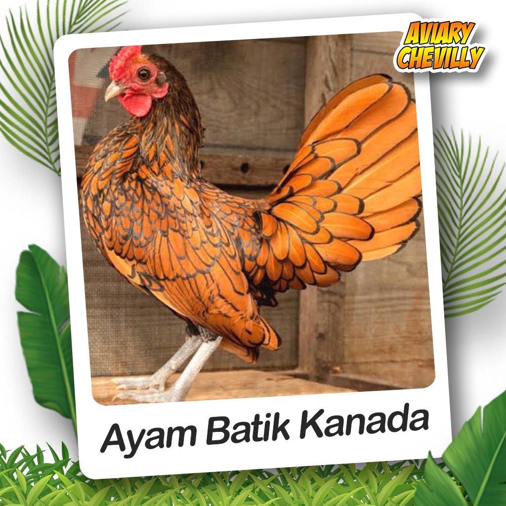AYAM BATIK KANADA