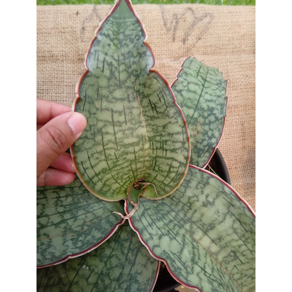 sansevieria dan agave uk jumbo