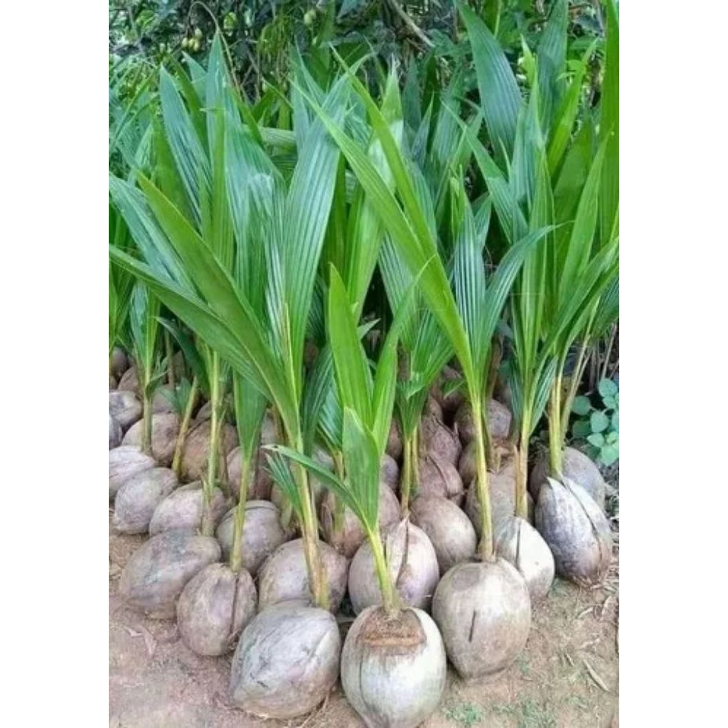 jual bibit kelapa Wulung hijau dijual per tunas tinggi 25 samapi 30 cm