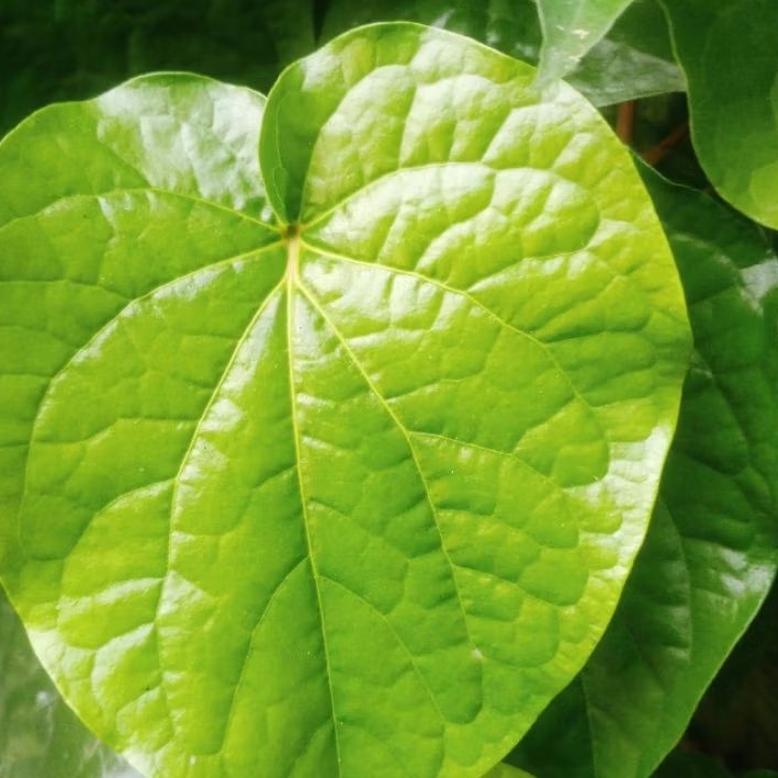 DAUN SIRIH HIJAU Segar Perlembar-Antiseptik Alami Obat Kumur Tradisional Langsung petik