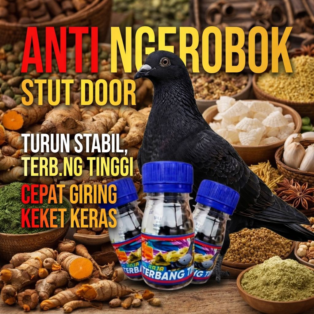 JAMU MERPATI RAJA TERBANG stut door buktikan khasiatnya Raja Doping Merpati Tinggi  jamu ferfect pow