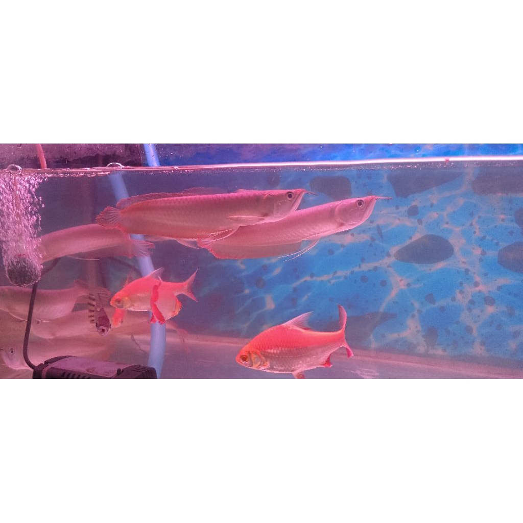 ARWANA SILVER RED -+25CM SEHAT LINCAH PER EKOR