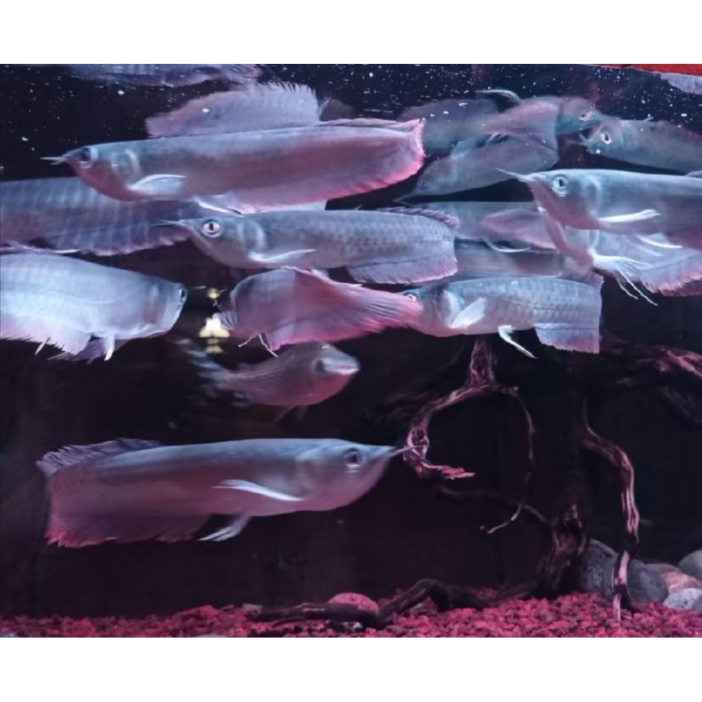 HIASAN ARWANA SILVER RED -+25CM
