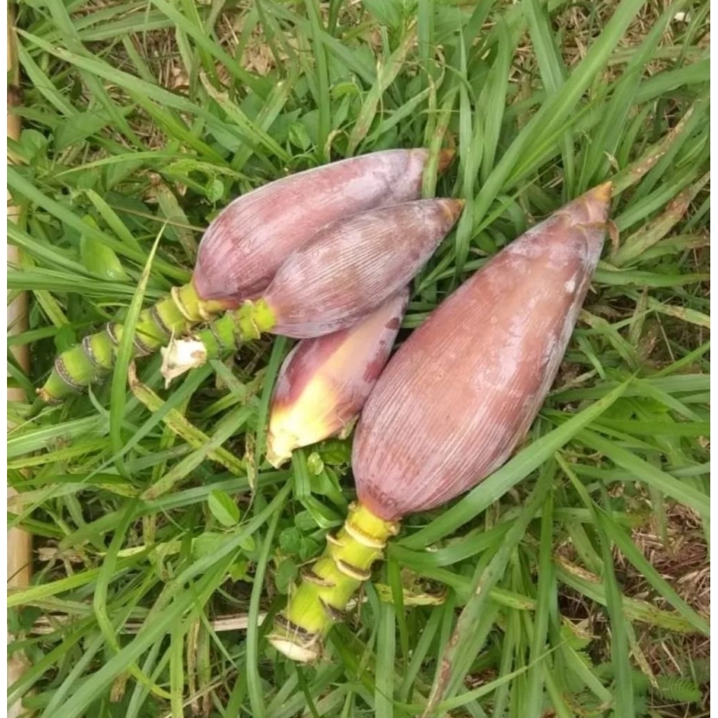 Jantung pisang mas jantung pisang emas 500 gram-az
