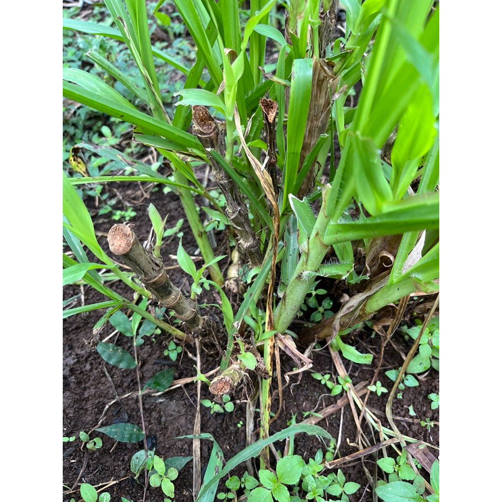 rumput odot untuk pakan terbak domba/kambing