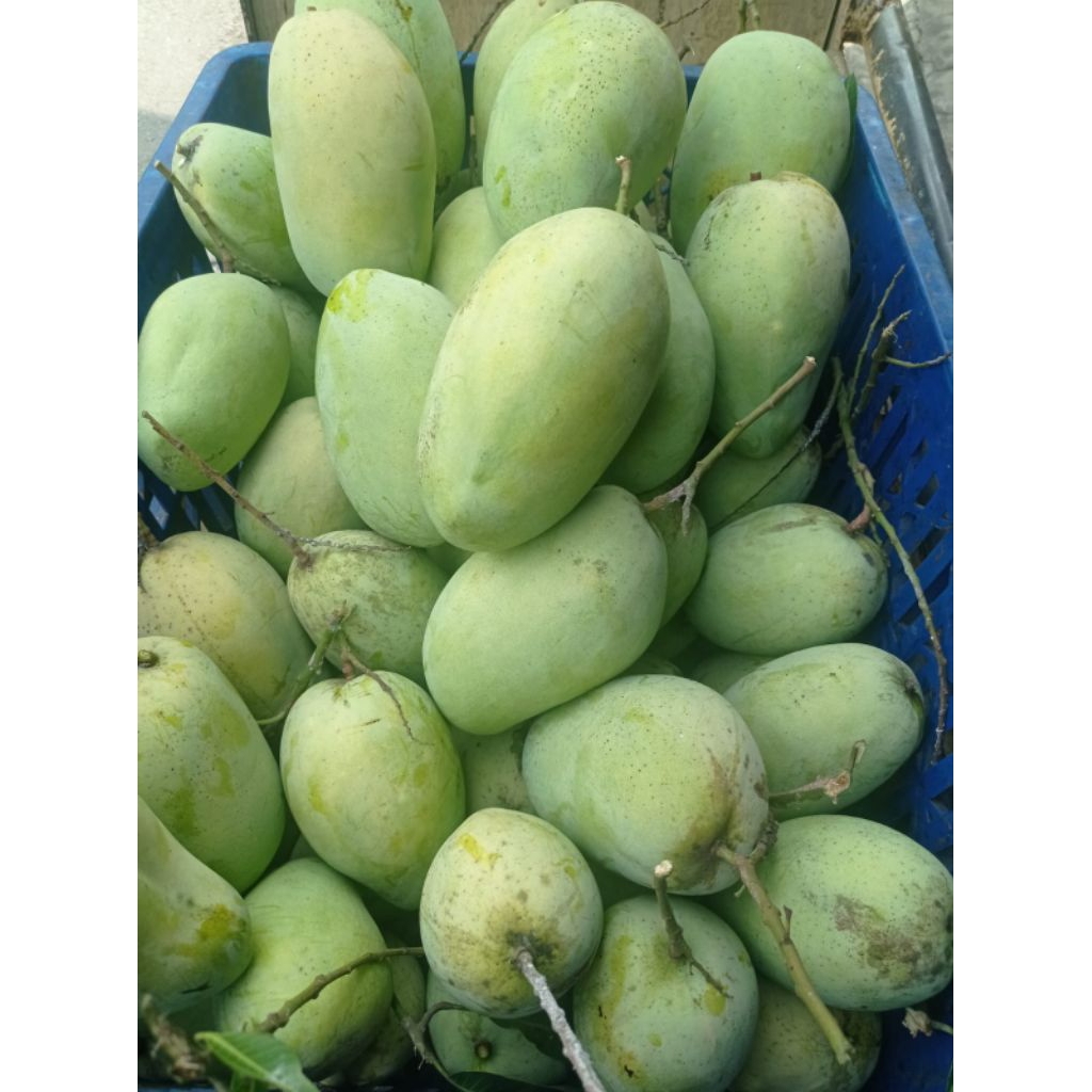 Mangga Gajah Asli Indramayu