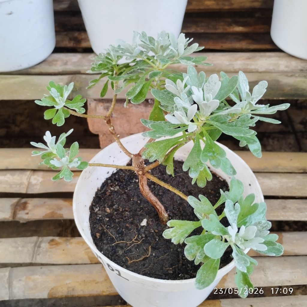 Pohon Rezeki Puyong (S/M) - Tanaman Hias Minimalis, Rimbun & Elegan Furongju