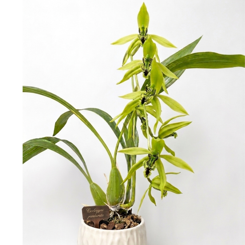 [ SPIKE | BERBUNGA ] Coelogyne pandurata / Anggrek Hitam BORNEO