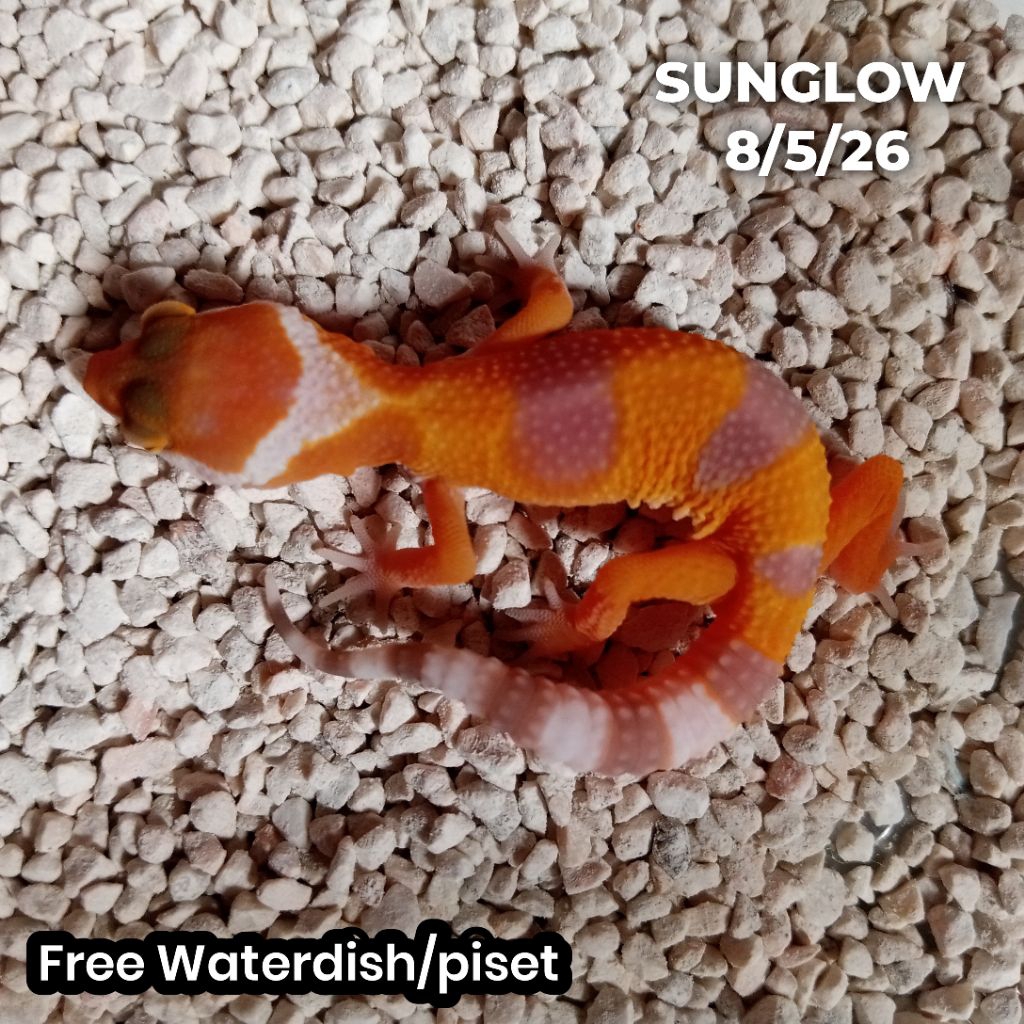 Gecko leopard baby Sunglow
