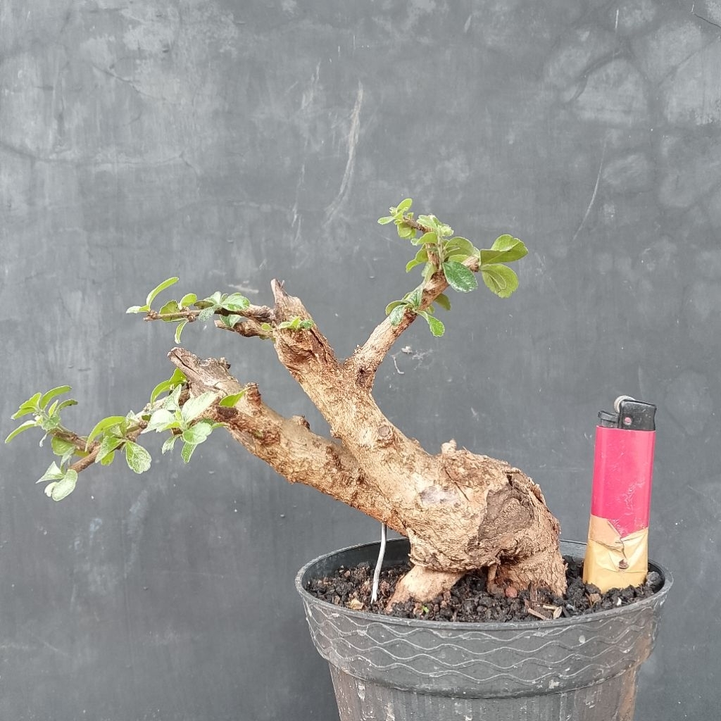 Bahan bonsai hokiantea lokal